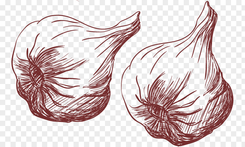 Garlic Vector Material Bouillabaisse Drawing PNG