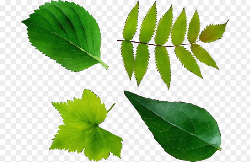 Herbal Swamp Birch Leaf Plant Tree Slippery Elm Siberian PNG