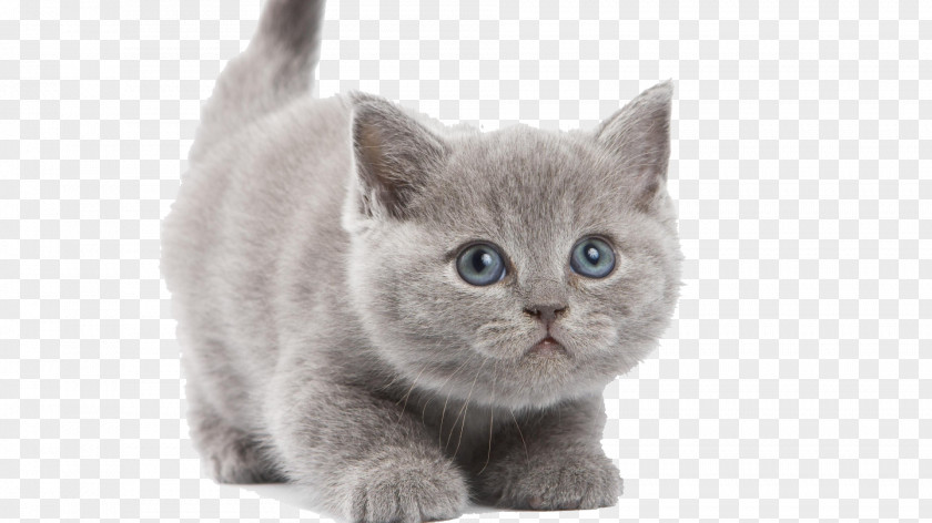 Kitten Image British Shorthair Chartreux Turkish Angora Persian Cat PNG