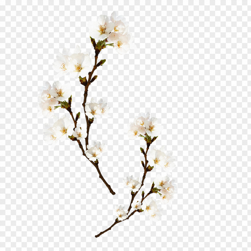 Plum Flower Peach Spring Computer File PNG