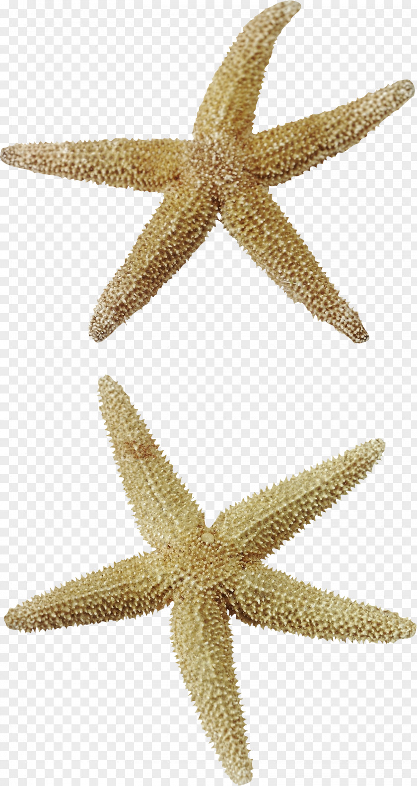 Starfish Creative Clip Art PNG