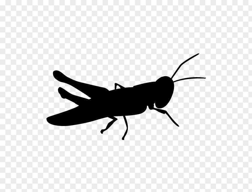 Wing Silhouette Insect Pest Fly Grasshopper Cricket-like PNG