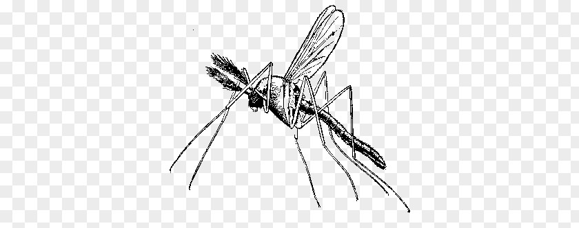 Africa Malaria Mosquito Quina Disease PNG