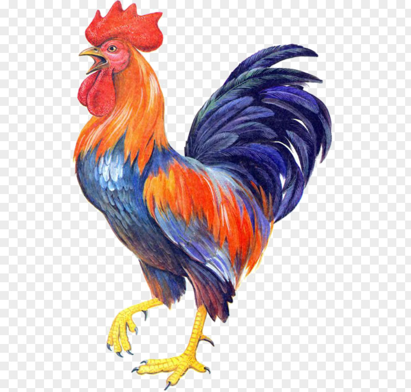 Chicken Poultry Bird Rooster PNG