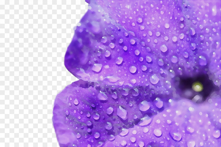 Lavender PNG