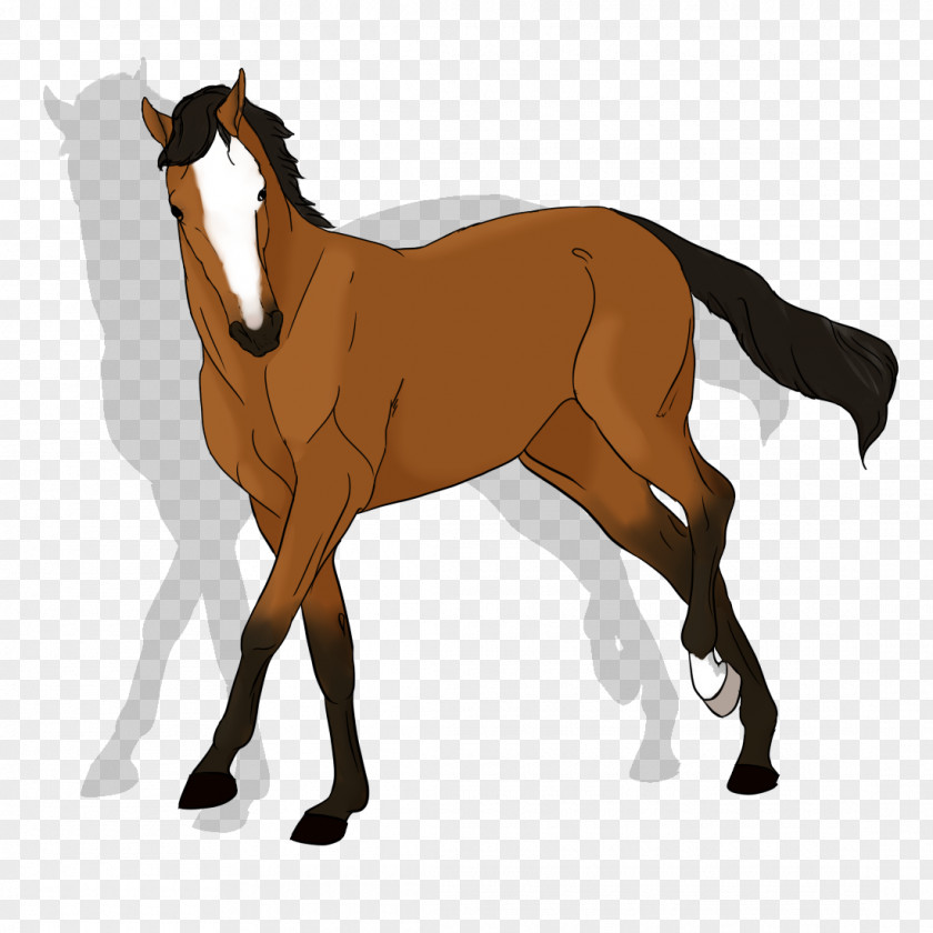 Mustang Foal Stallion Rein Mare PNG