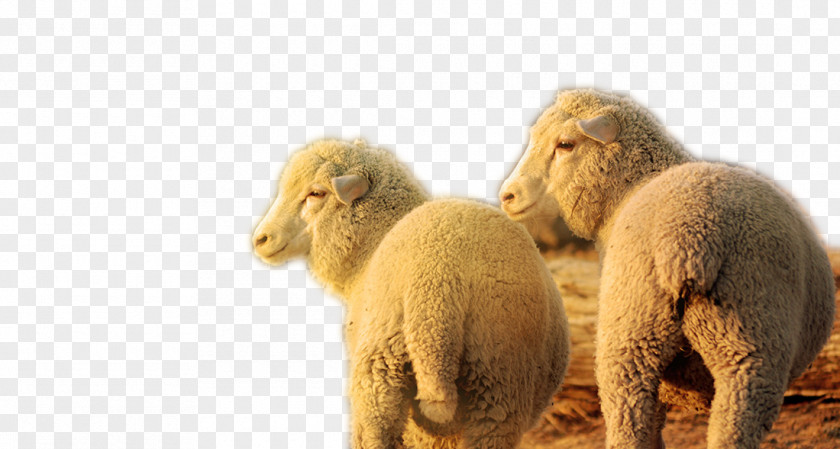 Two Side Head Staring Sheep Snout Wildlife PNG