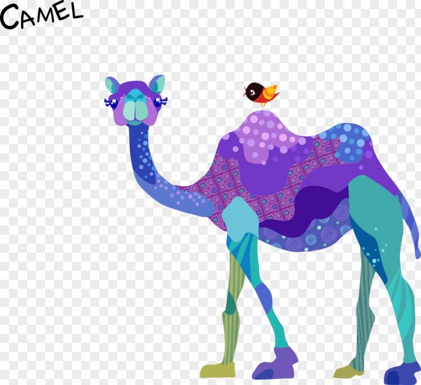 Camel Cartoon Vector Dromedary Bactrian Drawing PNG