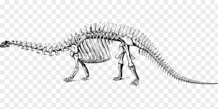 Cartoon Dinosaur Brontosaurus Apatosaurus Tyrannosaurus Diplodocus Stegosaurus PNG