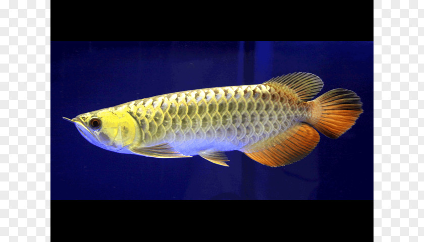 Fish Asian Arowana Koi Silver Aquarium PNG