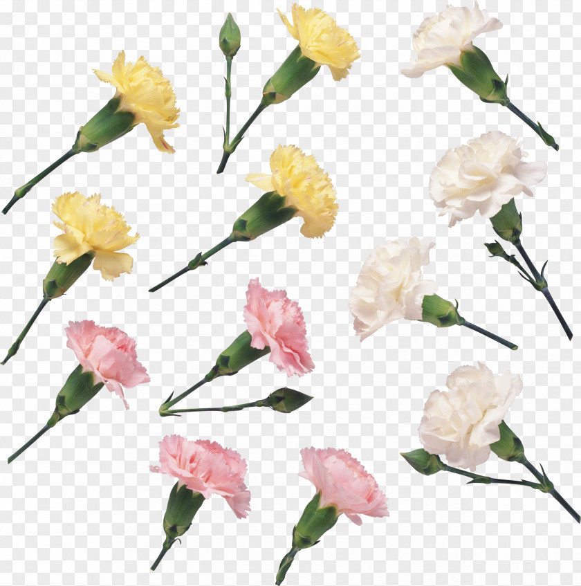 Flower Floral Design Cut Flowers Petal PNG