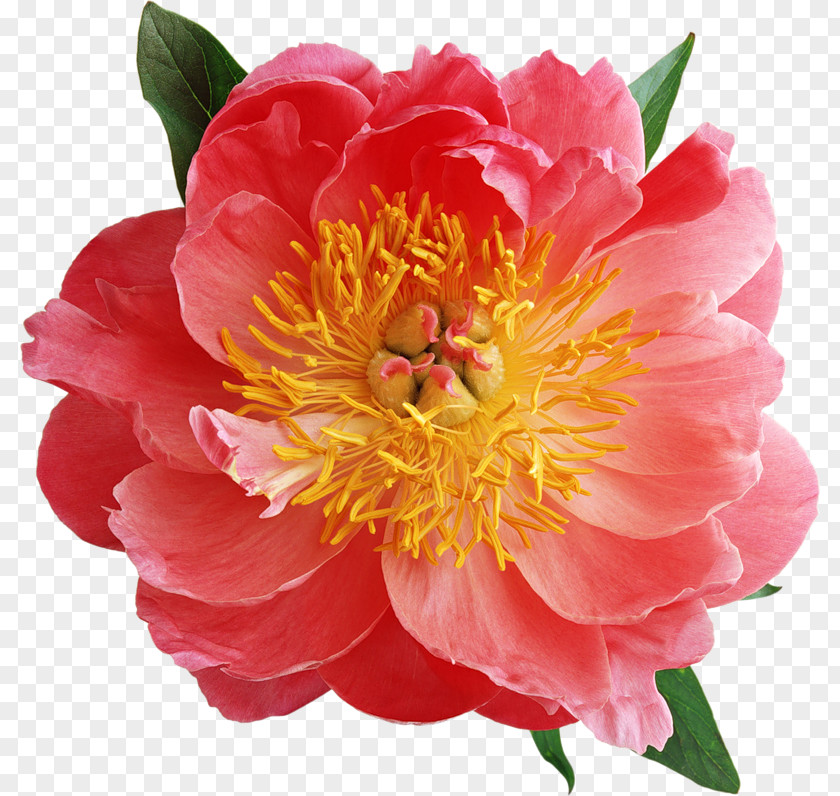 Flower Pattern Label Moutan Peony Pink Flowers Clip Art PNG