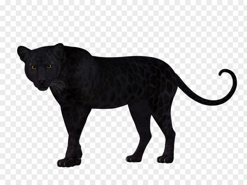 Leopard Panther Felidae Cat Tiger PNG
