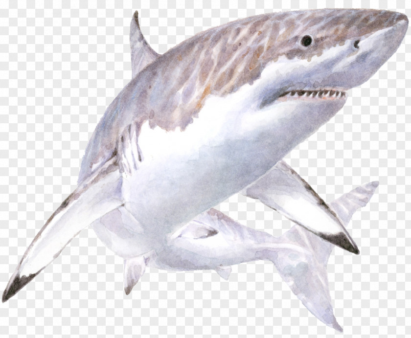Bull Shark Carcharhiniformes Great White Background PNG