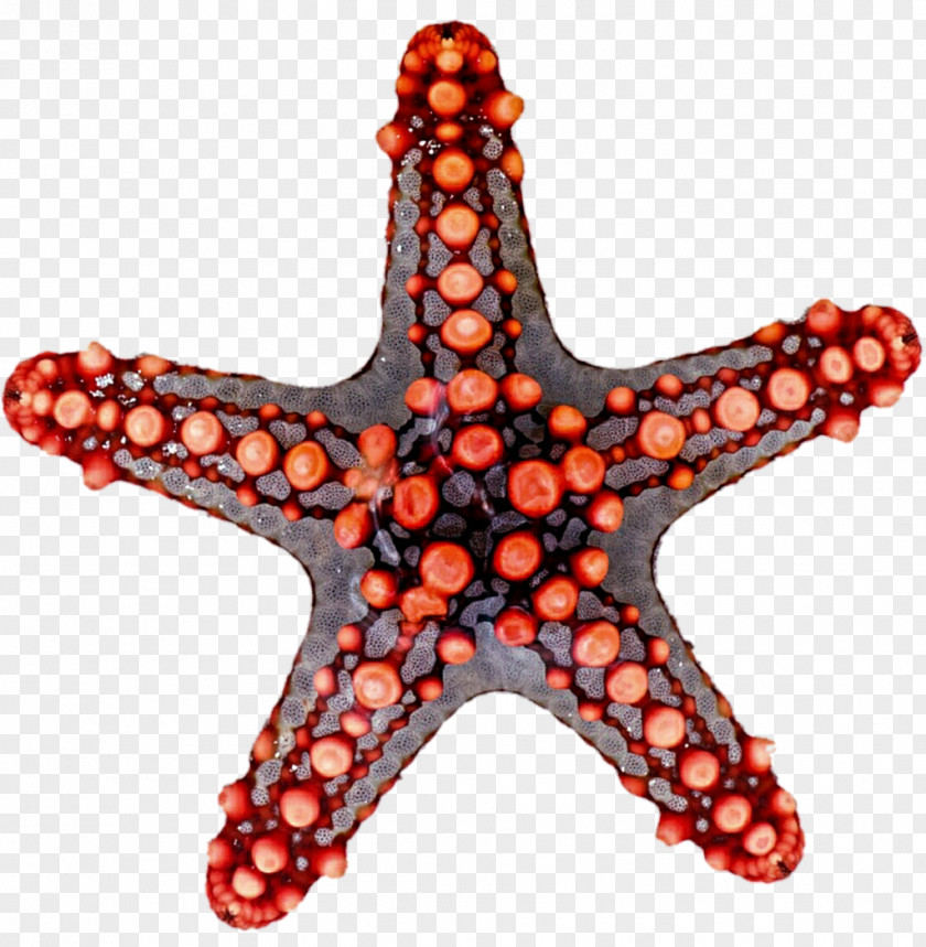 Grey Starfish Cliparts Rotational Symmetry Reflection Clip Art PNG