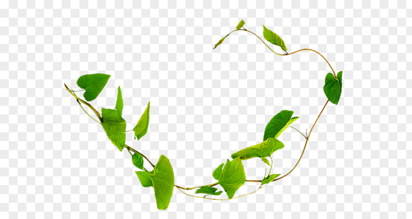 Tree Climbing Liana Field Bindweed Plant Vine Thorns, Spines, And Prickles PNG