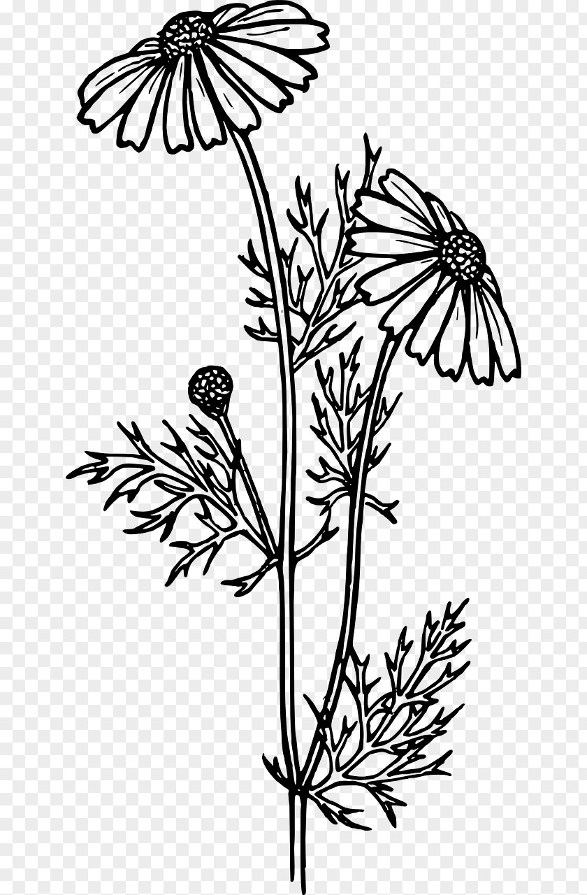Flower Coloring Book Bouquet Common Daisy Adult PNG