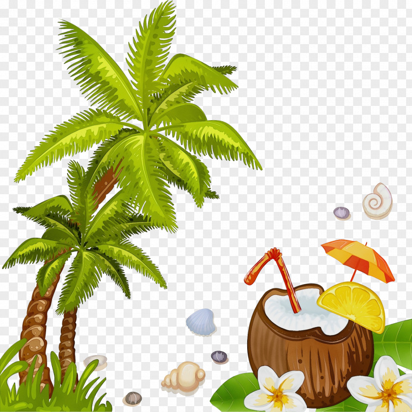 Herb Plant Stem Coconut Tree Drawing PNG