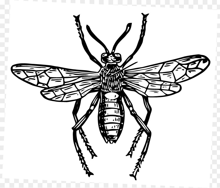 Insect Vector Honey Bee Pollinator PNG