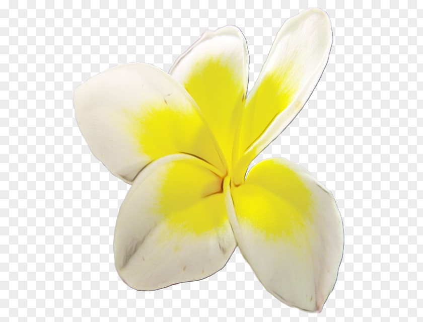 Petal Cut Flowers Yellow Flower Plants PNG