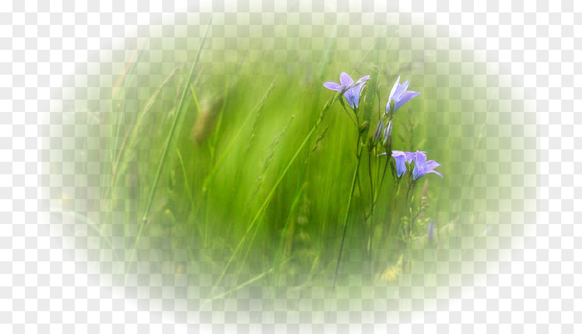 Spring Grass Landscape Painting Desktop Wallpaper Clip Art PNG