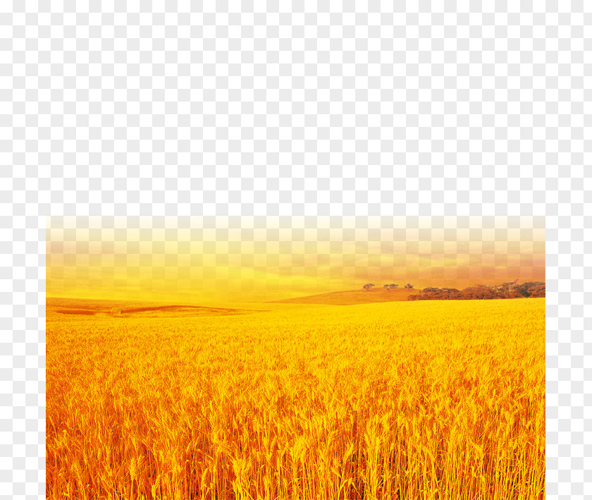 Yellow Wheat Field PNG
