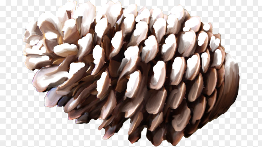 Conifer Cone Pine Download PhotoScape PNG