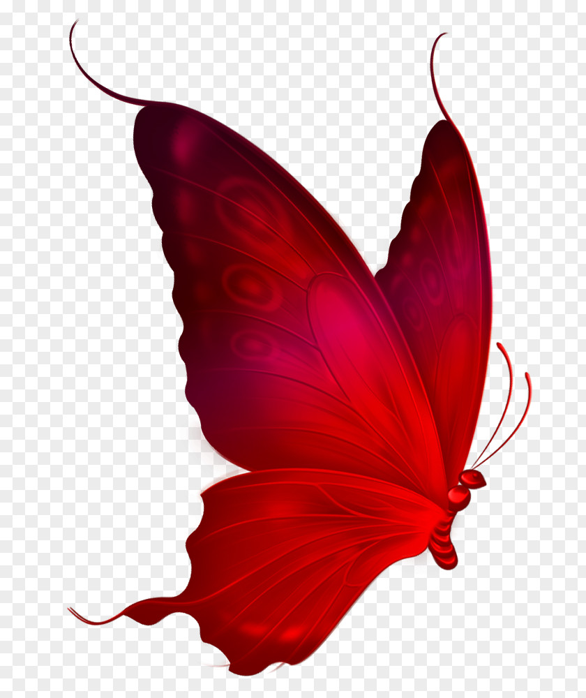 Lantern Element Monarch Butterfly Red Clip Art PNG