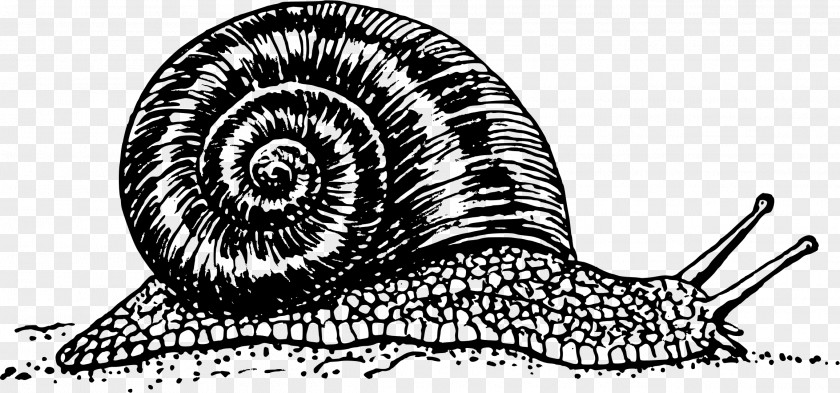 Snail Gastropods Burgundy PNG