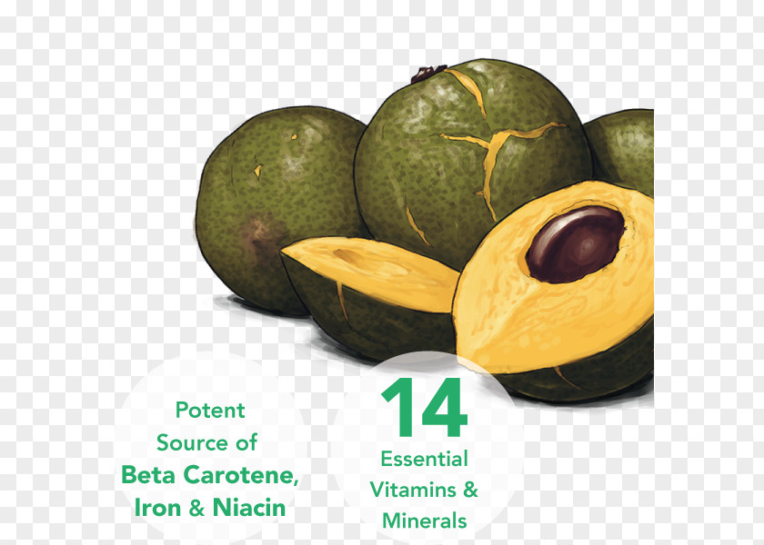 Vanilla Lucuma Fruit Sprouting Superfood PNG