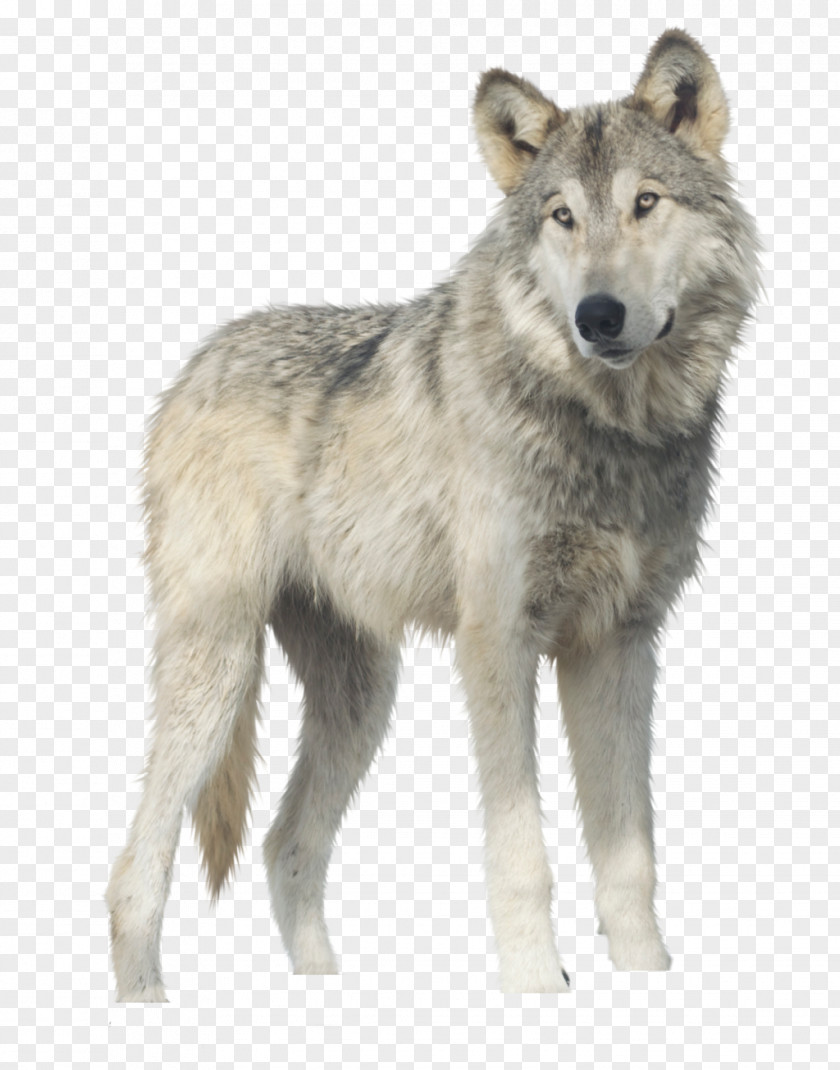 Wolf Gray Clip Art PNG