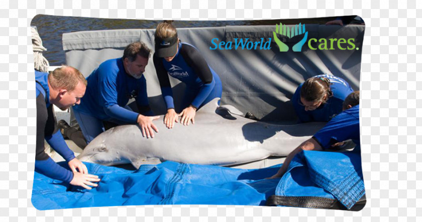 Dolphin SeaWorld Orlando Common Bottlenose Parks & Entertainment PNG