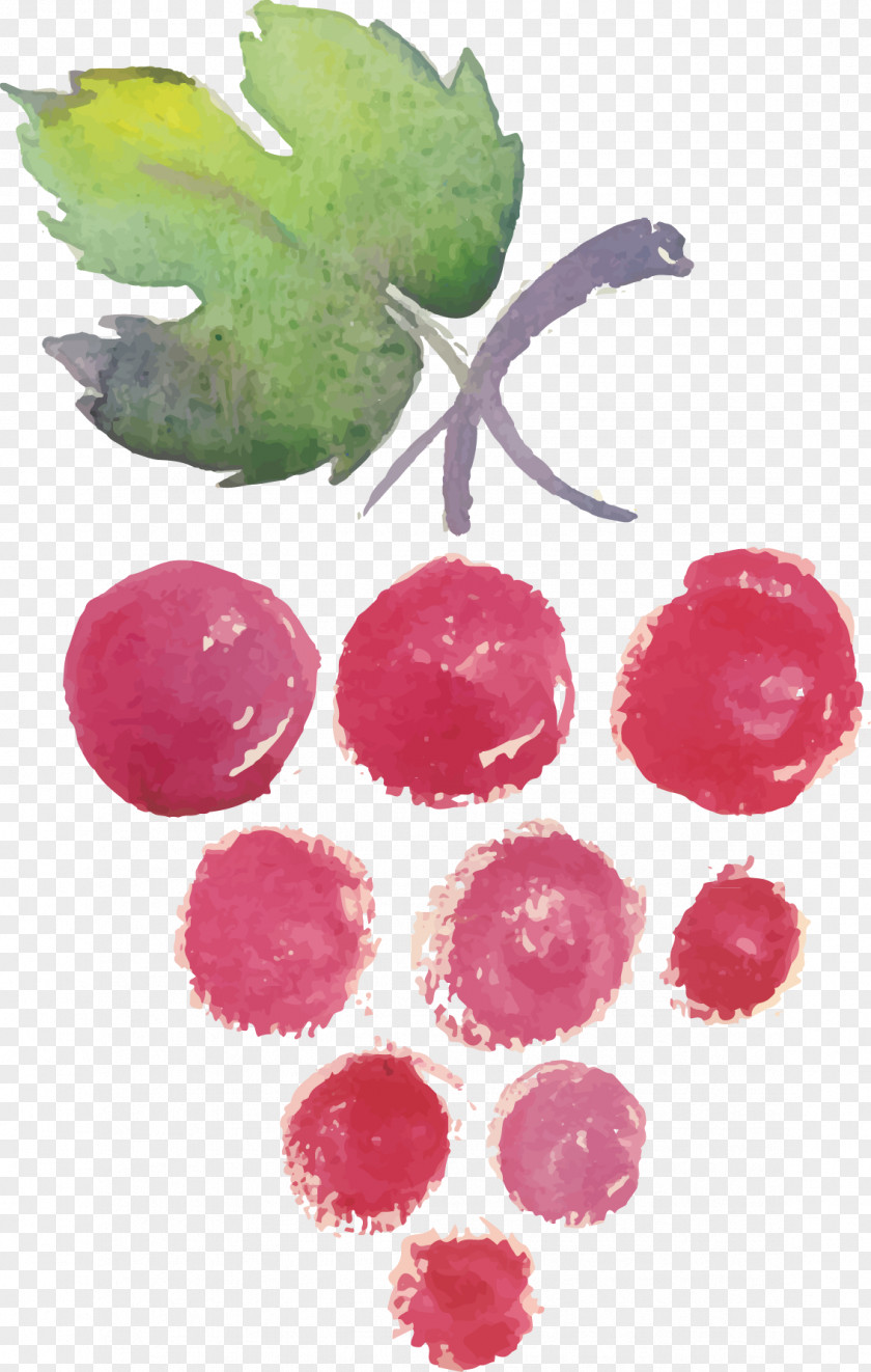 Drawing Grapes Wine List Watercolor Painting PNG