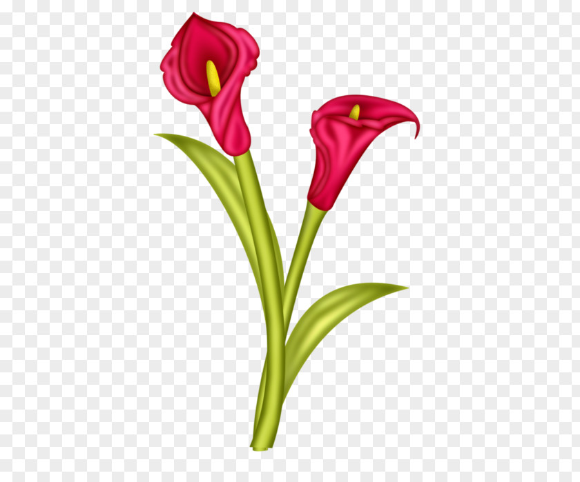 Flower Arum-lily Arum Lilies Zantedeschia Rehmannii Clip Art PNG