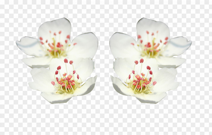 Flower Pear Petal Picture Material PNG