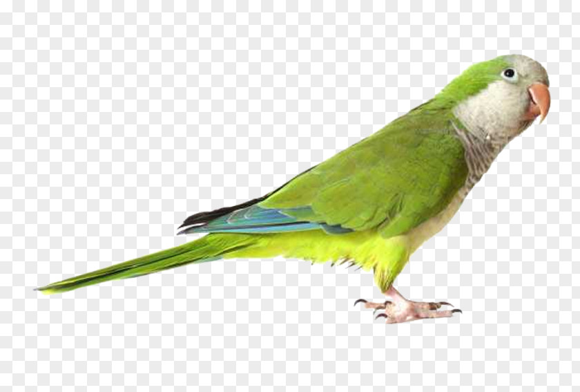 Parrot Budgerigar Lovebird Green Rosella PNG