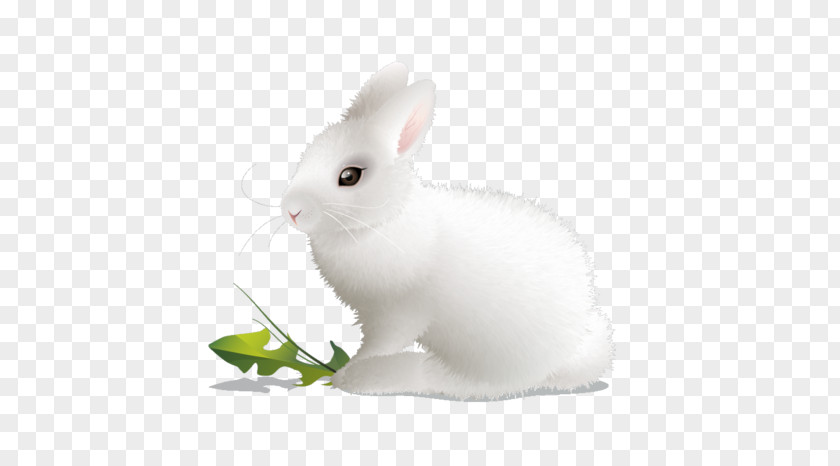 Rabbit Peter Domestic White European PNG