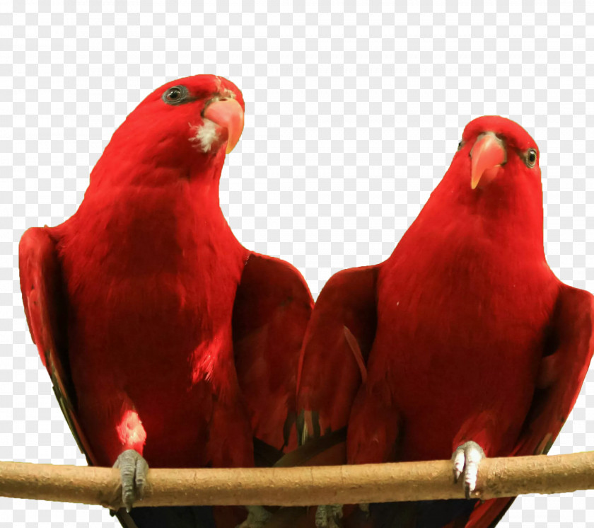 Two Red Parrots Parrot Lovebird Lories And Lorikeets Parakeet PNG