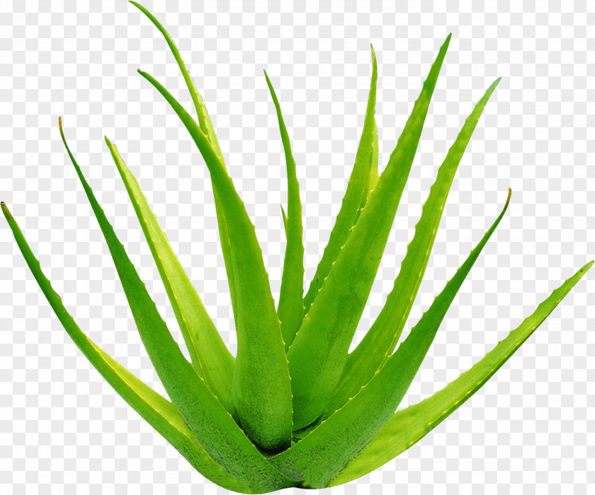 Aloe Vera Leaf Gel Formaldehyde PNG