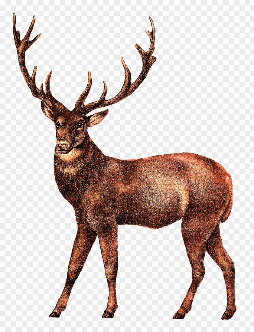 Antique Deer PNG , brown reindeer illustration clipart PNG