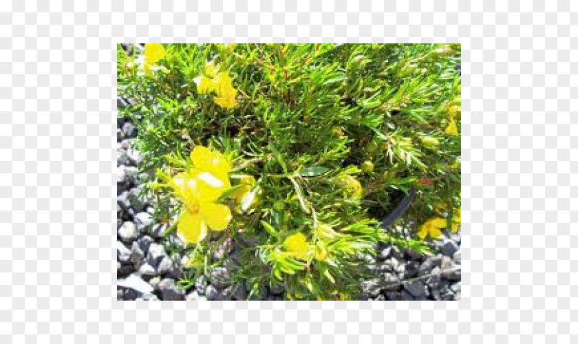 Groundcover St. John's Wort Evening-primroses Subshrub PNG