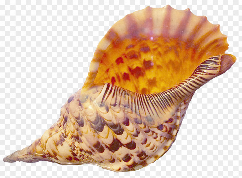 Mar Seashell High-definition Television Desktop Wallpaper 1080p Display Resolution PNG