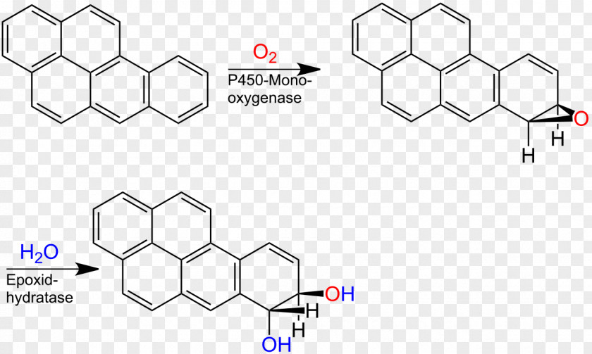 Metabolism Keto–enol Tautomerism Chemistry Molecule Flour Beetle PNG