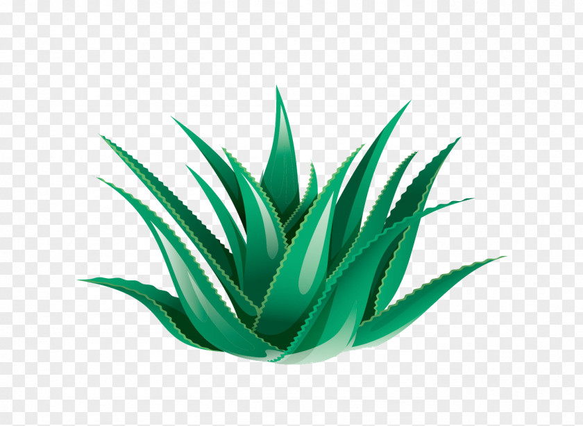 Aloe Vera Icon PNG