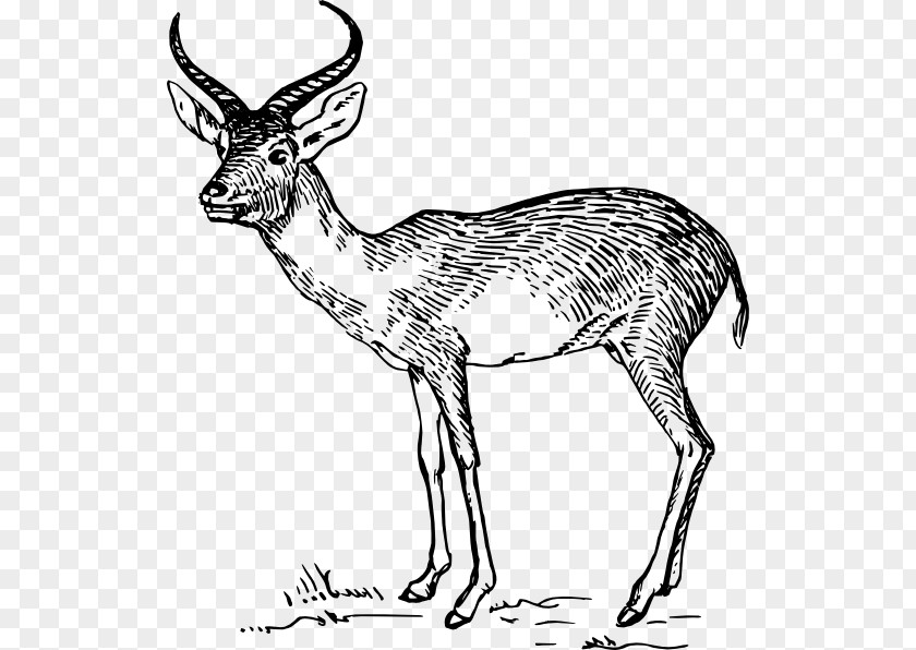 Antelope Horn Cheetah Deer Clip Art PNG