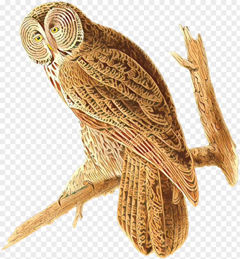 Beak Falconiformes Cartoon Bird PNG