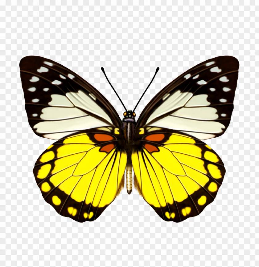 Butterfly Refrigerator Magnet Three-dimensional Space Prioneris Color PNG