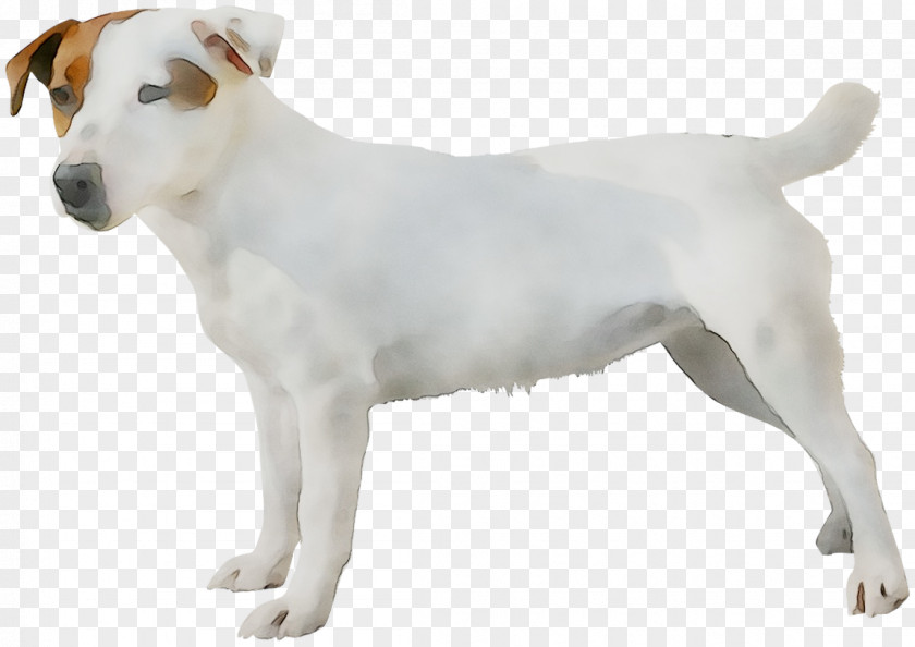 Jack Russell Terrier Parson Dog Breed Companion PNG
