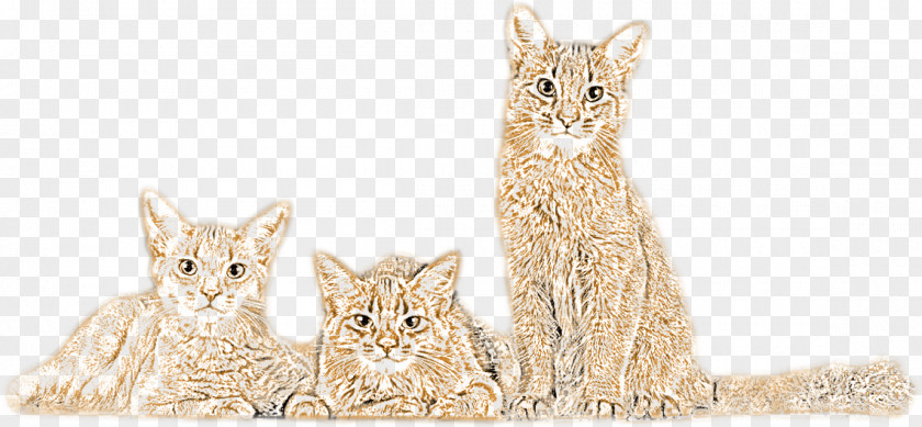 Kitten Tabby Cat Whiskers Fur PNG