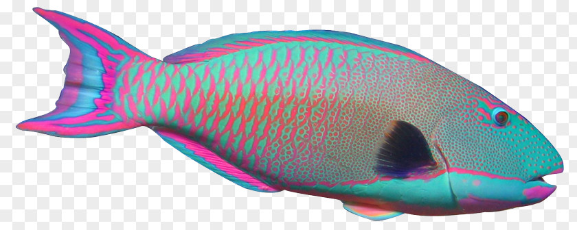 Parrot Parrotfish Angelfish Clip Art PNG